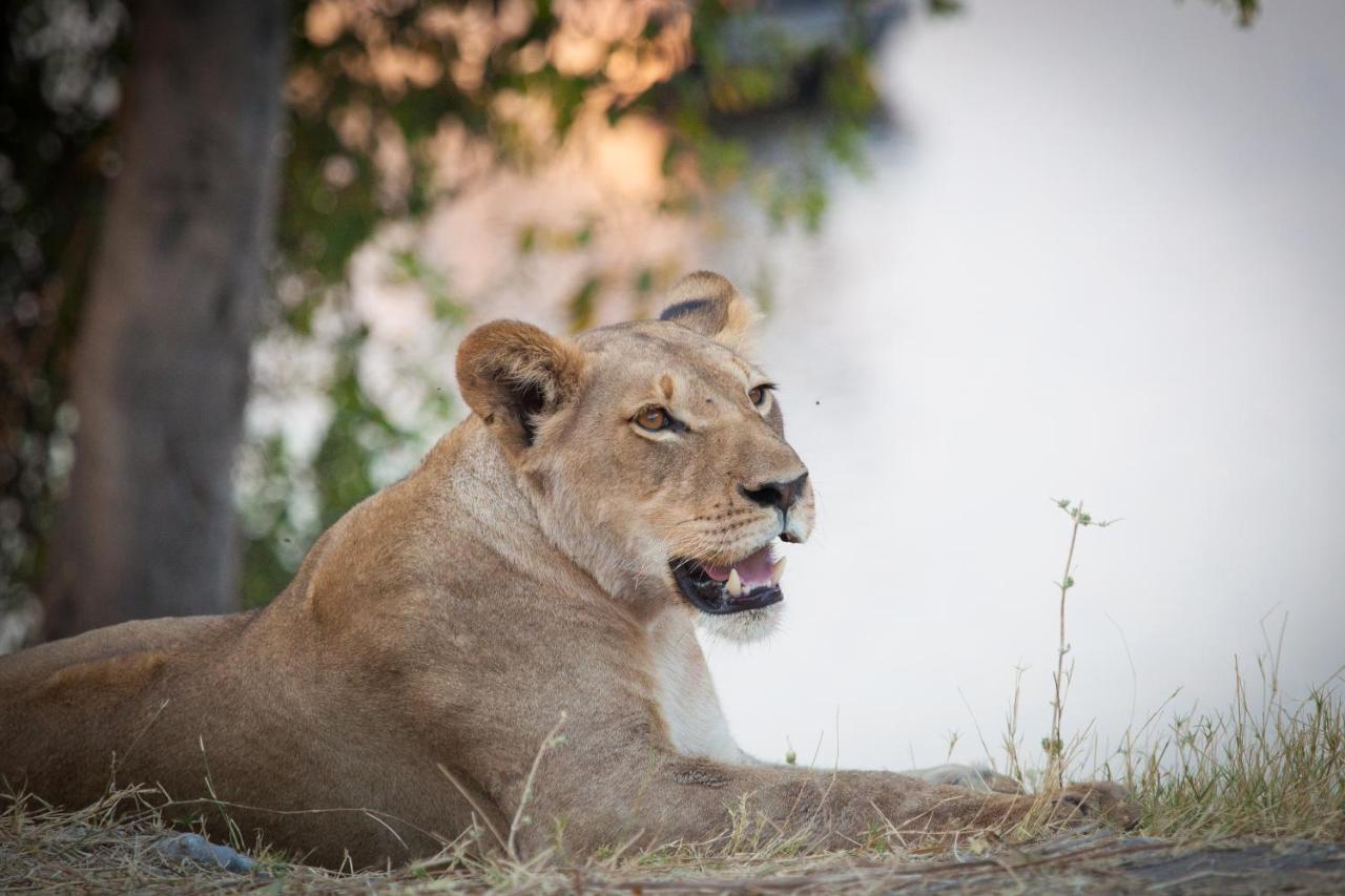 Boteti Tented Safari Lodge Maun Esterno foto