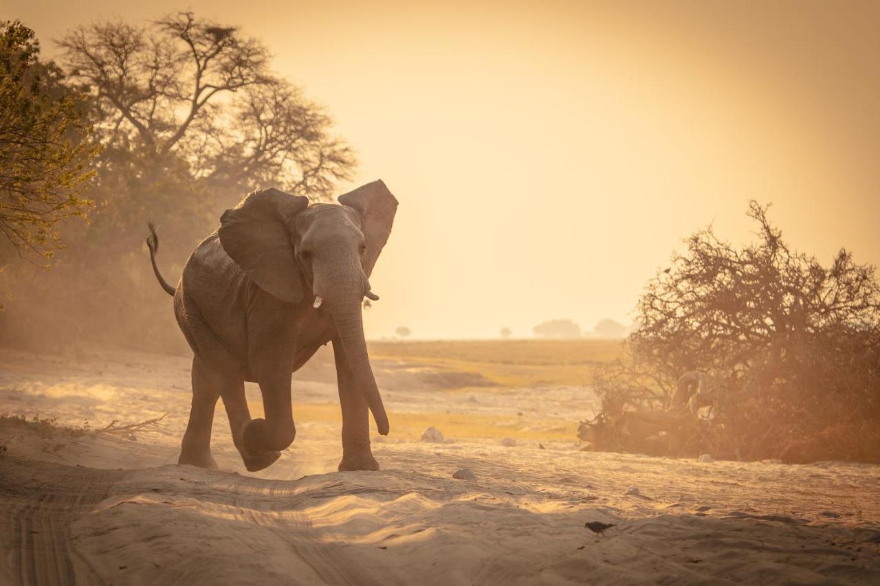 Boteti Tented Safari Lodge Maun Esterno foto